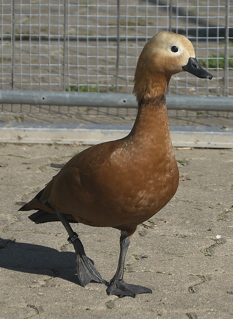 不能掉以轻